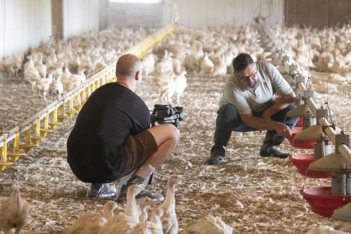 photographer taking pictures in a turkey barn